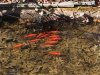Goldfish_1050.jpg