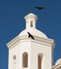 o web 01 17 v blackbirds at san xavier.jpg