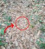 spotting-camouflage-snake-challenge-18.jpg