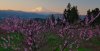 DSC_1451.jpg