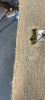 upload_2020-5-7_21-28-56.png