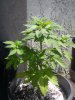Chocolate Haze.jpg