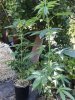 IMG_3901.jpeg