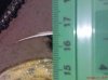 DSC01023.jpg