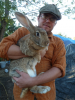 flemish giant.png