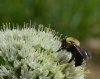 bee000.JPG