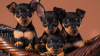 upload_2020-7-23_8-32-37.png