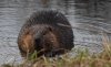 Beaver.JPG