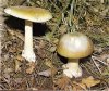 Death Cap.jpg