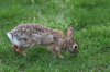 CSN_3017_bunny_rs.JPG