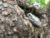 treefrog1.jpg