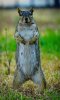 squirrel 7-7-17.jpg