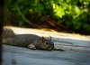 squirrel cooling off 7-7-17.jpg