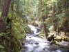 Sol Duc Trail_Olympic NP.jpg