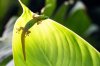 _CMY1089_Gecko-on-leaf-md.jpg
