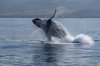 _CMY7839 Whale Breach-sm.jpg