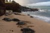 _CMY7057 Honu Fin.jpg