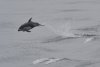 Pacific White-sided Dolphin.JPG