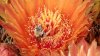 c web11 21 honeybee num nums.jpg