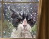 cat mad wet cat.jpg