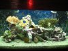 Fish 005.jpg