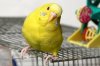 5625591-yellow-budgie-sits-on-a-cage.jpg