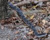 Western-Ratsnake-Pantherophis-obsoletus.jpg