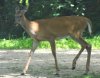 Deer.JPG