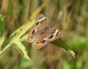 Common Buckeye.JPG