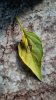 upload_2022-10-18_14-47-51.jpeg