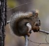 Red Squirrel.JPG