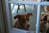 Let me in.jpg