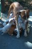 puppies.jpg