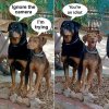 Dog Camera.JPG