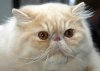 Cat.jpg