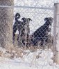 Barking Dogs 2.jpg