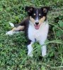 Star Petlink pic.jpg