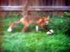 FoxKRC1_1024.jpg