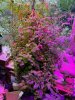 tomato-plant_9973.jpeg