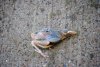 DSC_0155.jpg