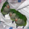 baby birds.jpeg
