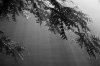 DSC00524 grayscale (Large).jpg