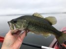 bassmasonneck1023fog.jpg