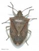 stink bug.jpg