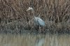 DSC_9101-1tn.JPG