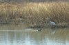 DSC_9113_filteredtn.jpg