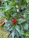 Chillies 2024.jpg