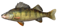European_Perch.png
