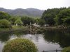 garden pond.JPG