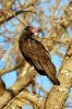 DSC_0876-1tn.JPG